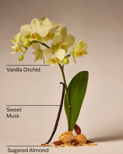 Gel Antibacterial Bath & Body Works Cozy Vanilla Almond 29ml